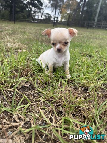 Pedigree Chihuahua Pups