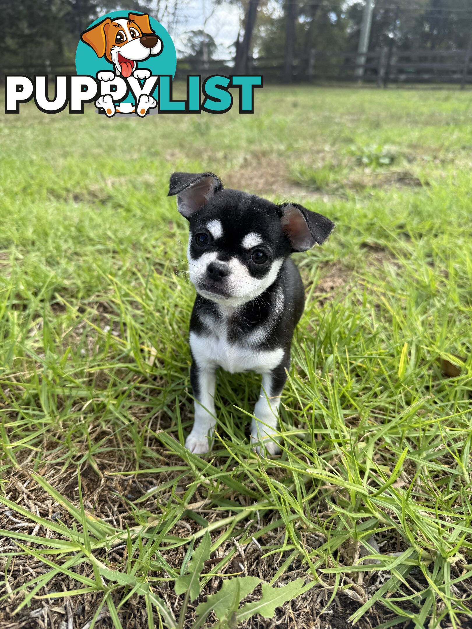 Pedigree Chihuahua Pups