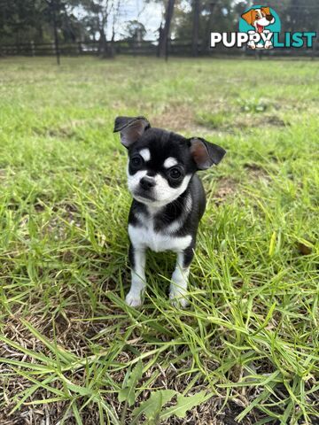 Pedigree Chihuahua Pups
