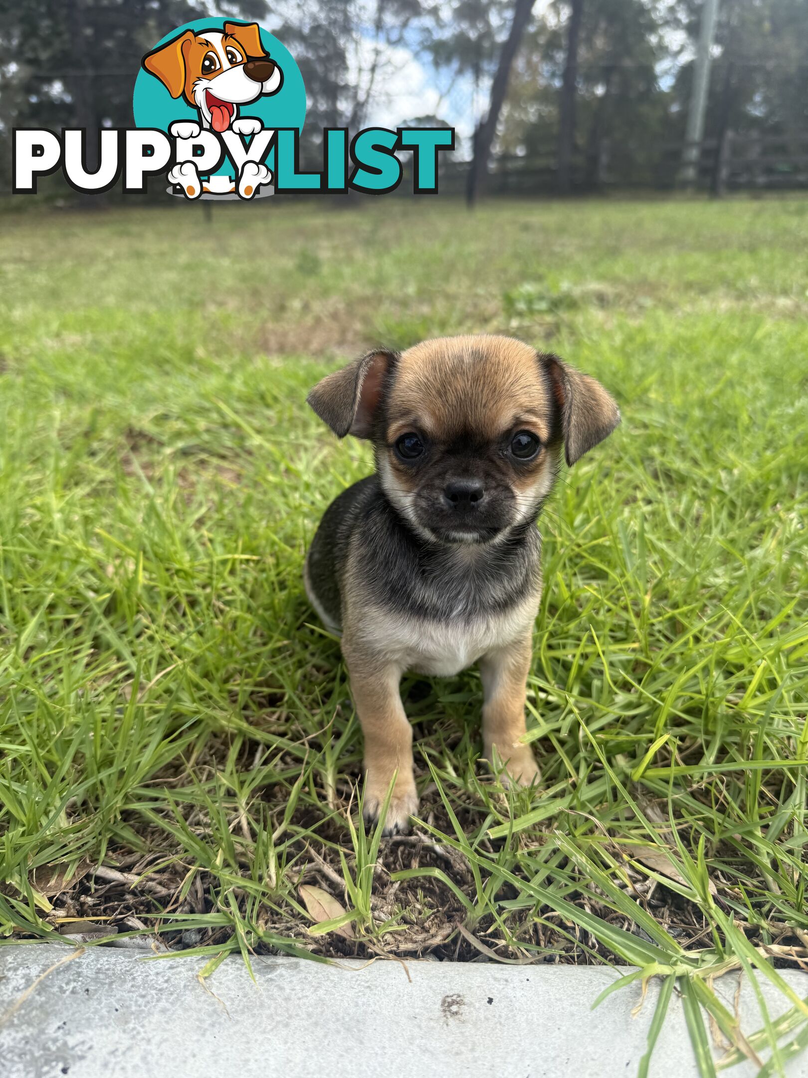 Pedigree Chihuahua Pups