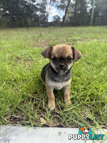 Pedigree Chihuahua Pups