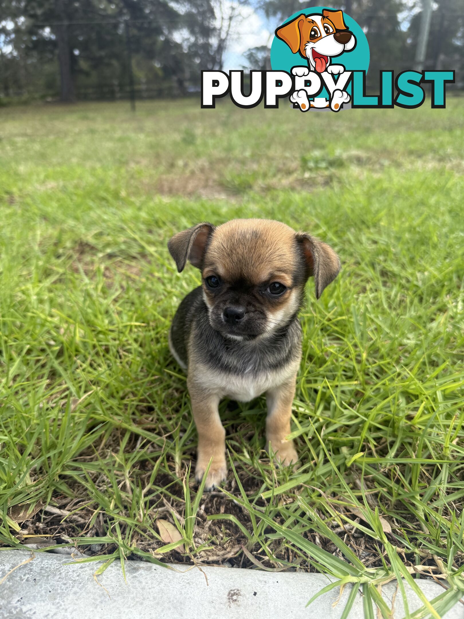 Pedigree Chihuahua Pups