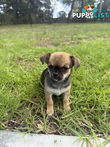 Pedigree Chihuahua Pups