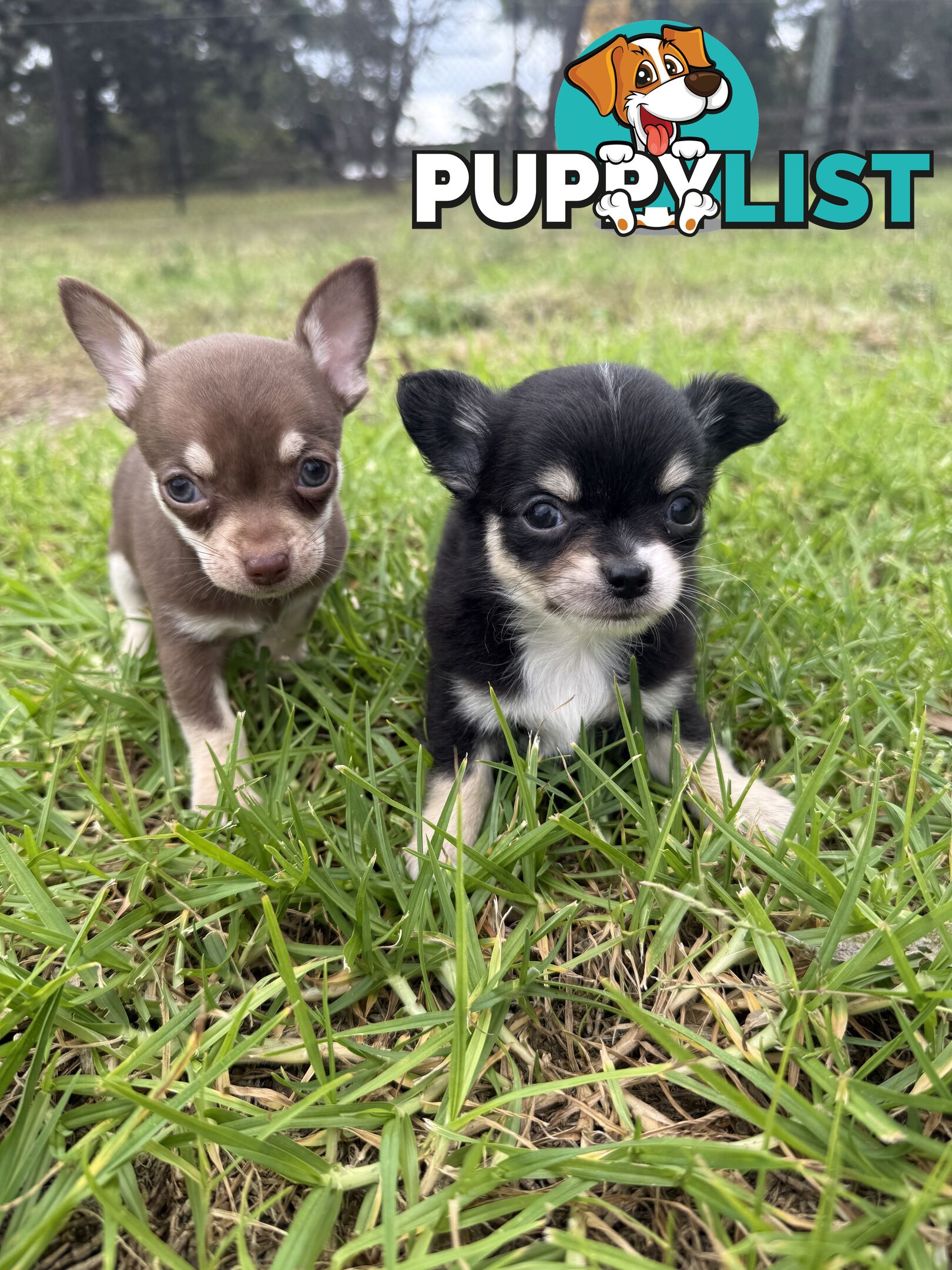 Pedigree Chihuahua Pups
