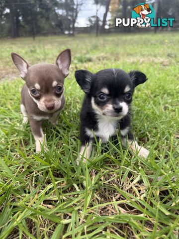 Pedigree Chihuahua Pups