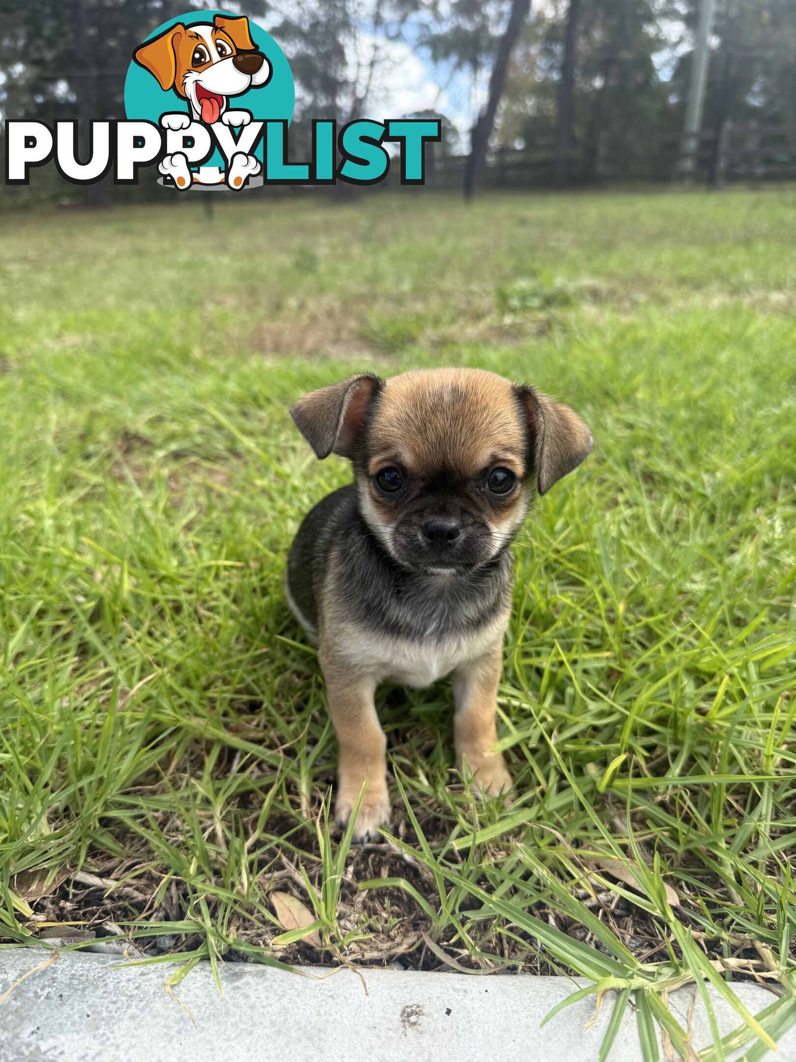 Pedigree Chihuahua Pups