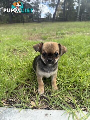 Pedigree Chihuahua Pups
