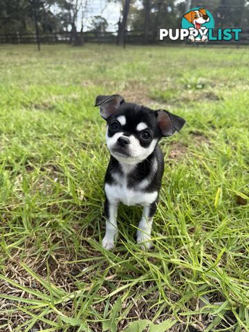 Pedigree Chihuahua Pups