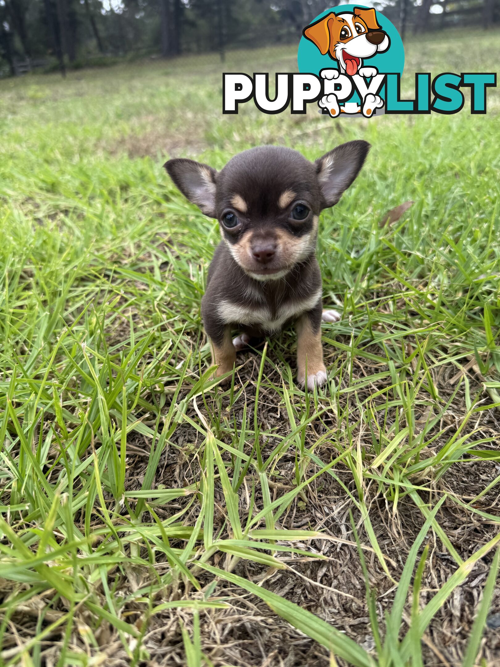 Pedigree Chihuahua Pups
