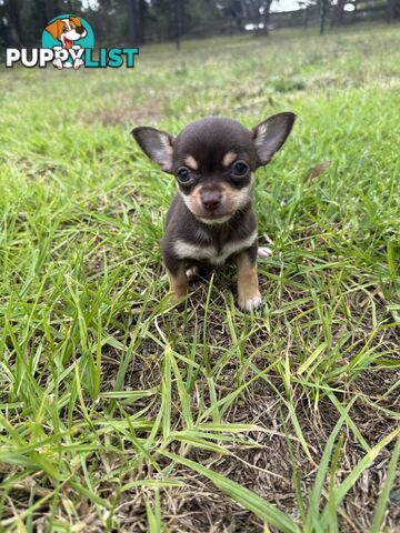 Pedigree Chihuahua Pups