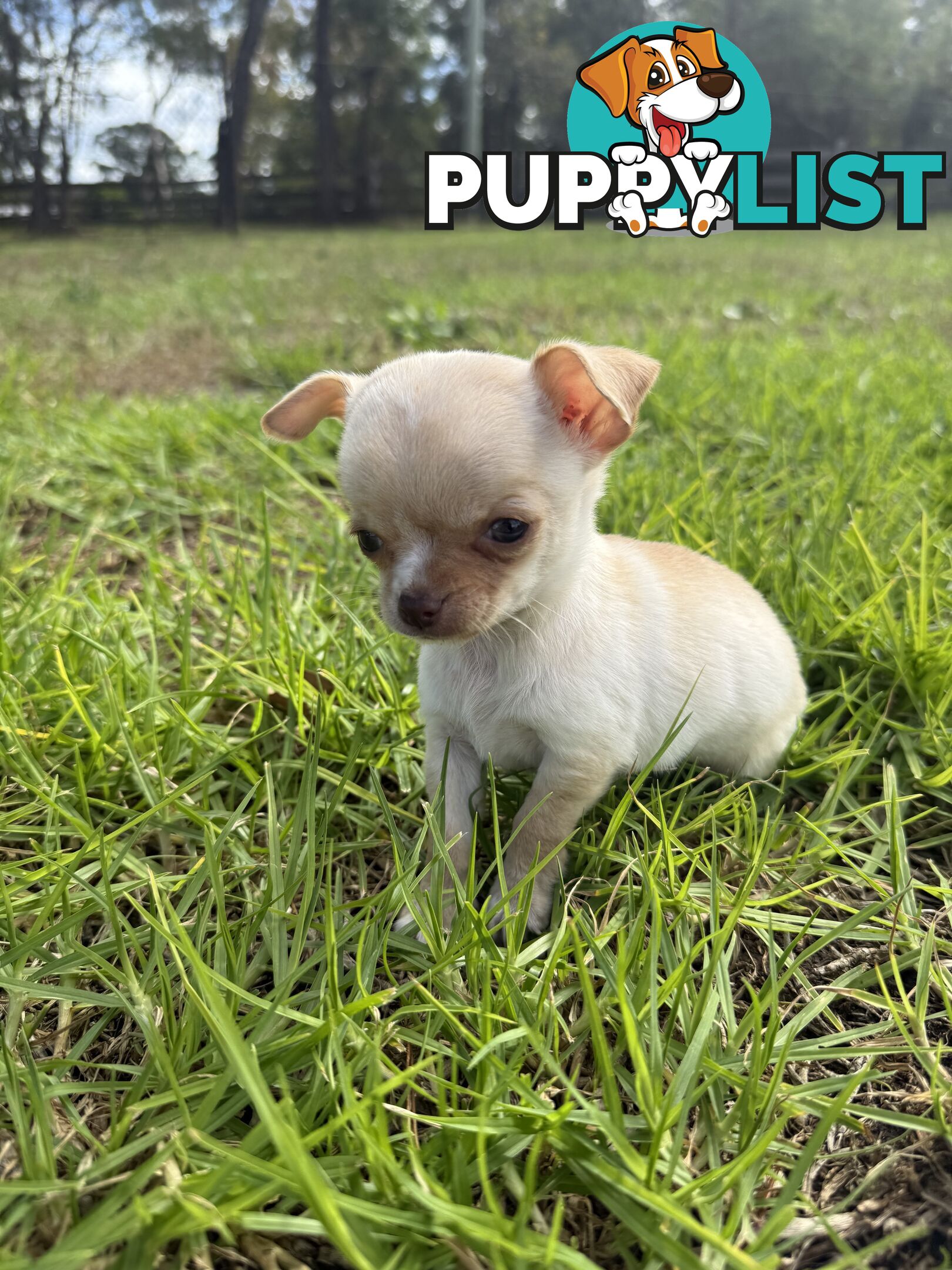 Pedigree Chihuahua Pups