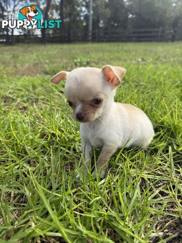 Pedigree Chihuahua Pups