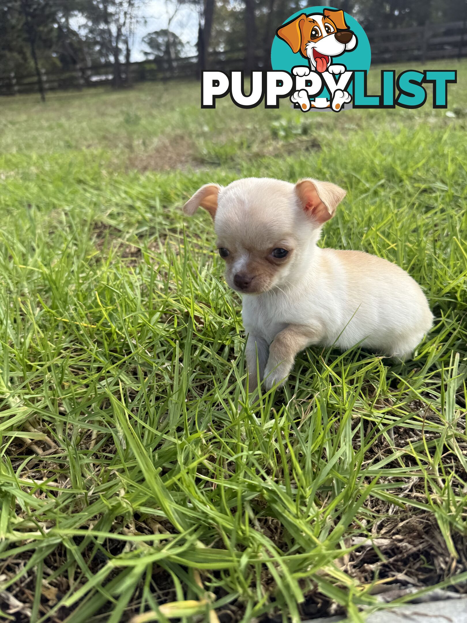 Pedigree Chihuahua Pups