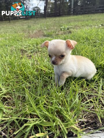Pedigree Chihuahua Pups