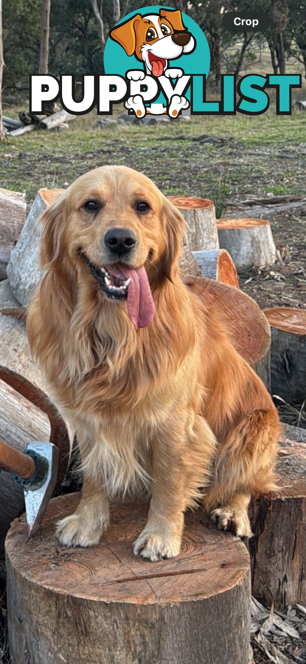 Male Pure Breed Golden Retriever pup