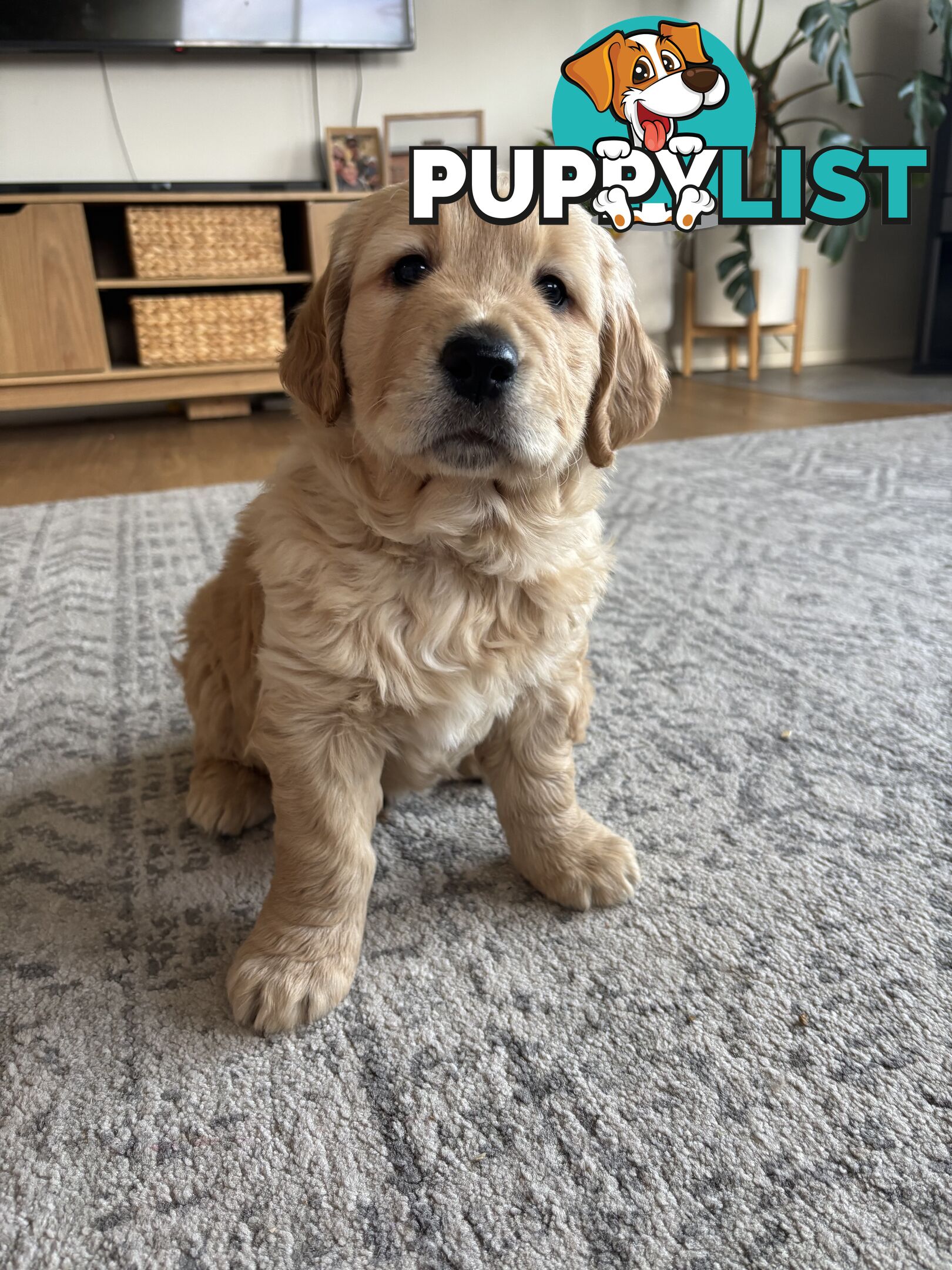 Male Pure Breed Golden Retriever pup