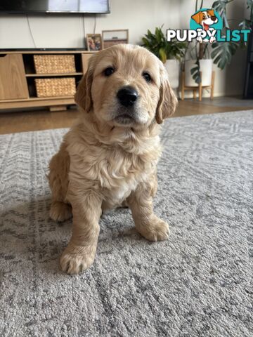 Male Pure Breed Golden Retriever pup