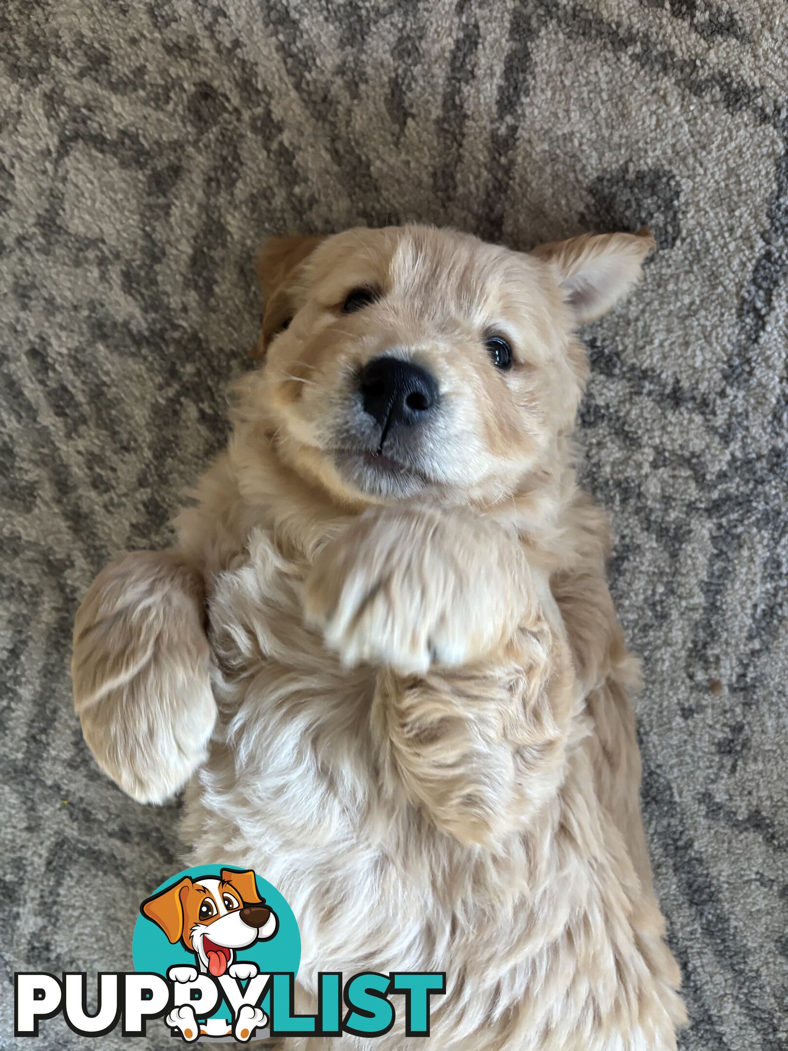 Male Pure Breed Golden Retriever pup