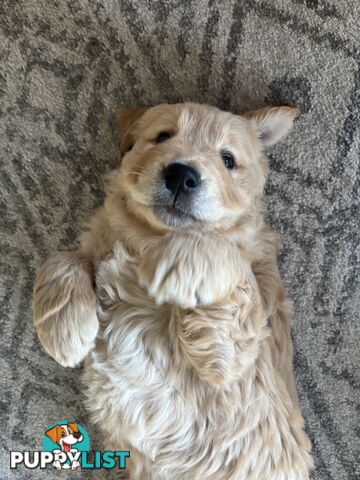 Male Pure Breed Golden Retriever pup