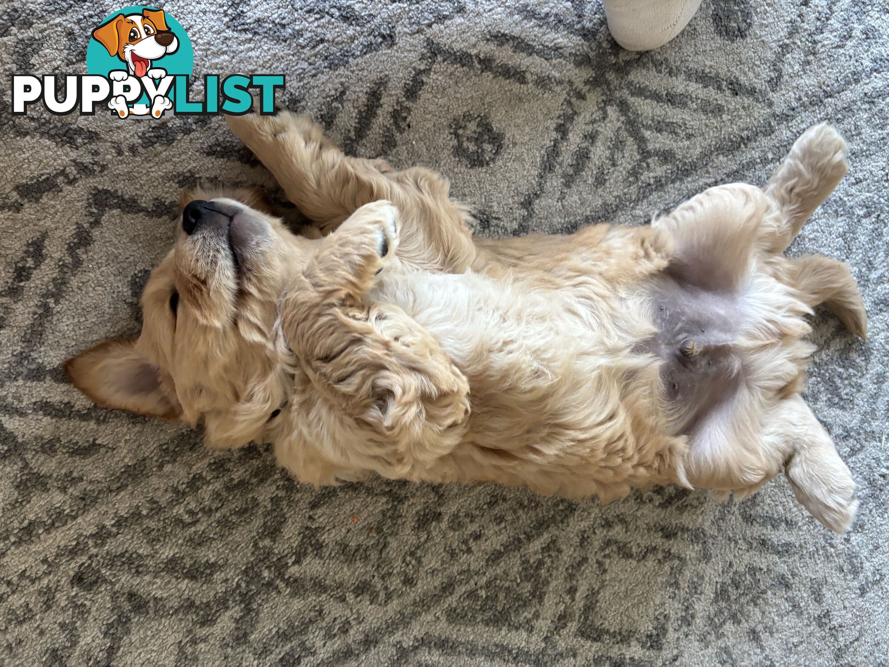 Male Pure Breed Golden Retriever pup