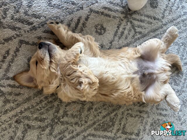 Male Pure Breed Golden Retriever pup