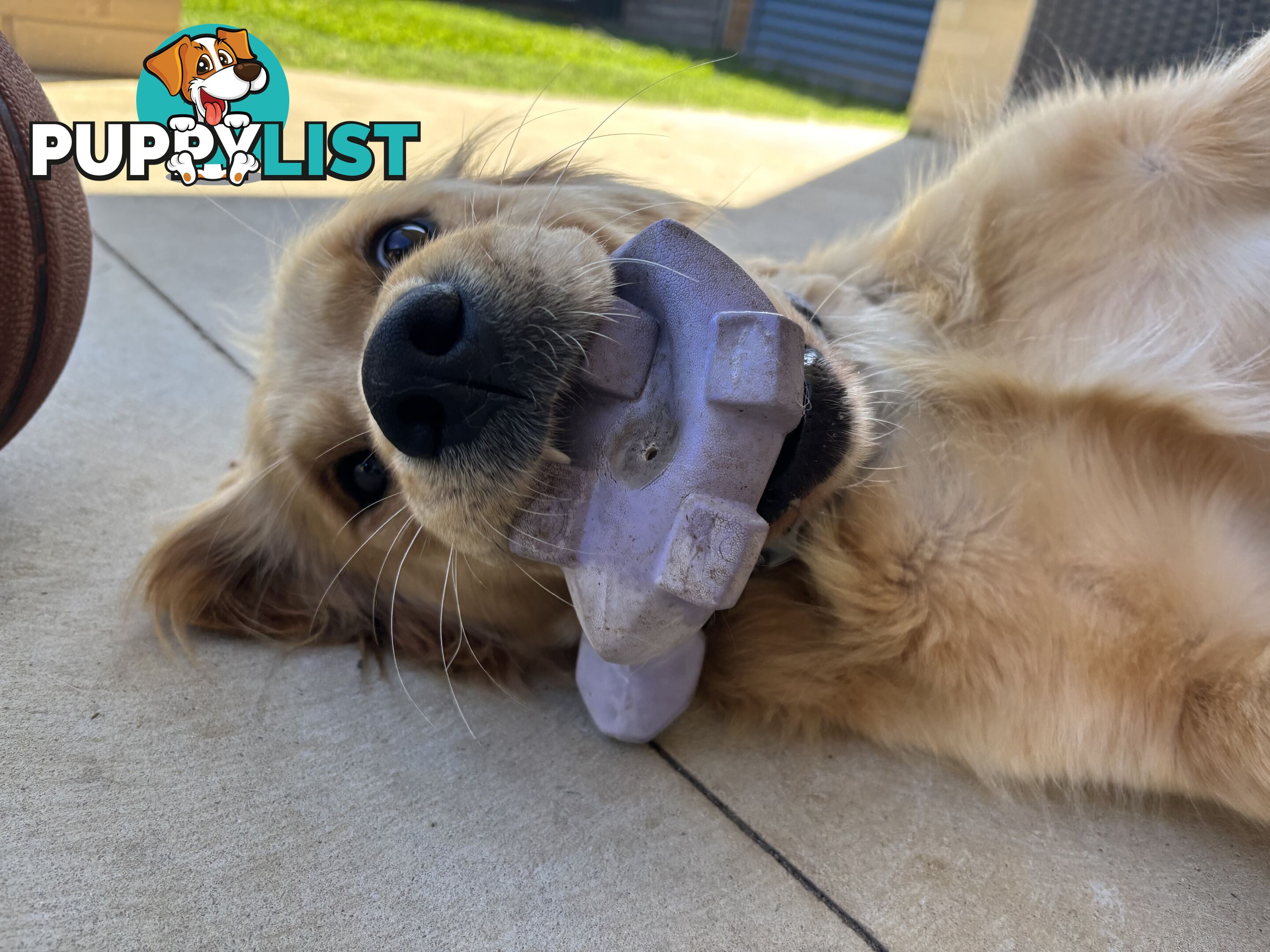 Male Pure Breed Golden Retriever pup