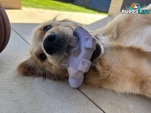 Male Pure Breed Golden Retriever pup