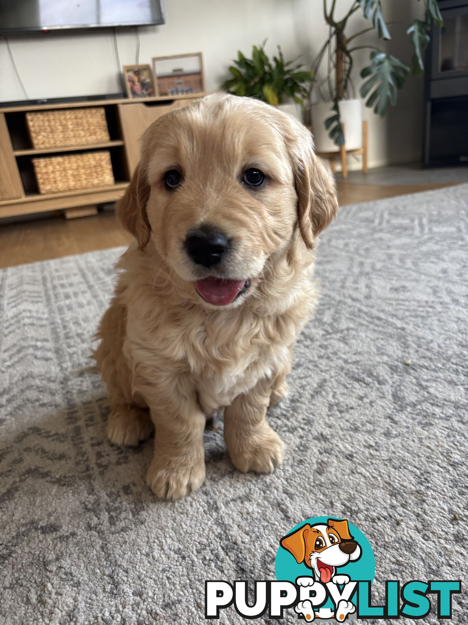 Male Pure Breed Golden Retriever pup