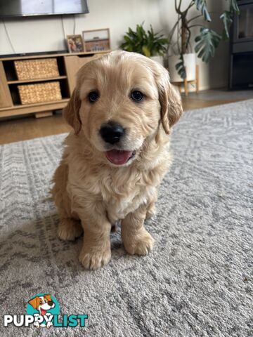 Male Pure Breed Golden Retriever pup