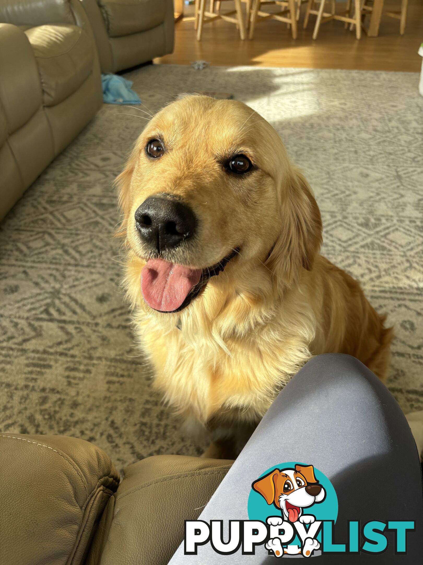 Male Pure Breed Golden Retriever pup