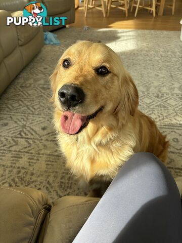 Male Pure Breed Golden Retriever pup