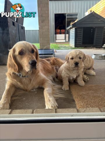 Male Pure Breed Golden Retriever pup