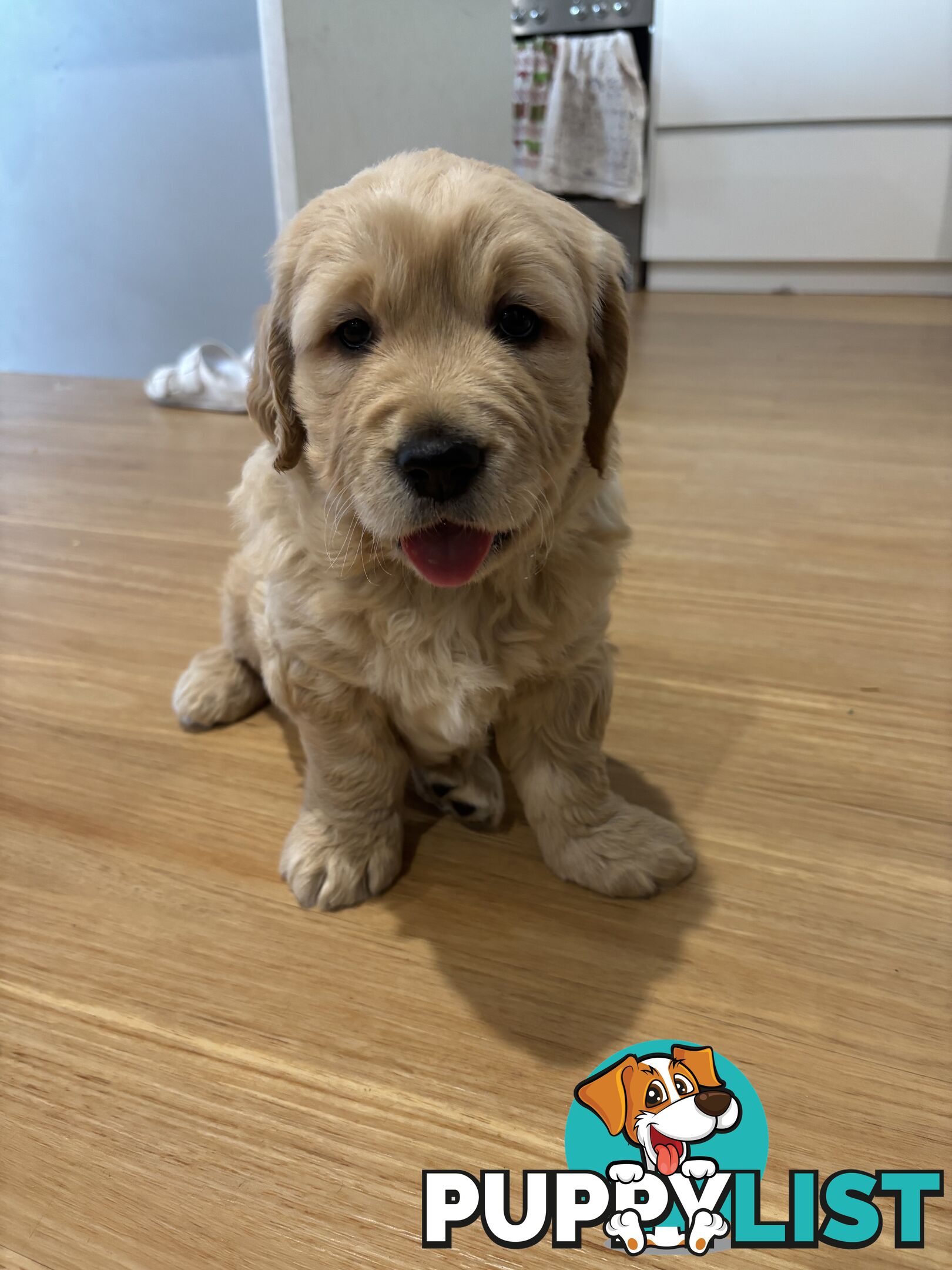 Male Pure Breed Golden Retriever pup
