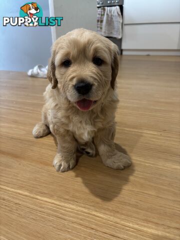 Male Pure Breed Golden Retriever pup