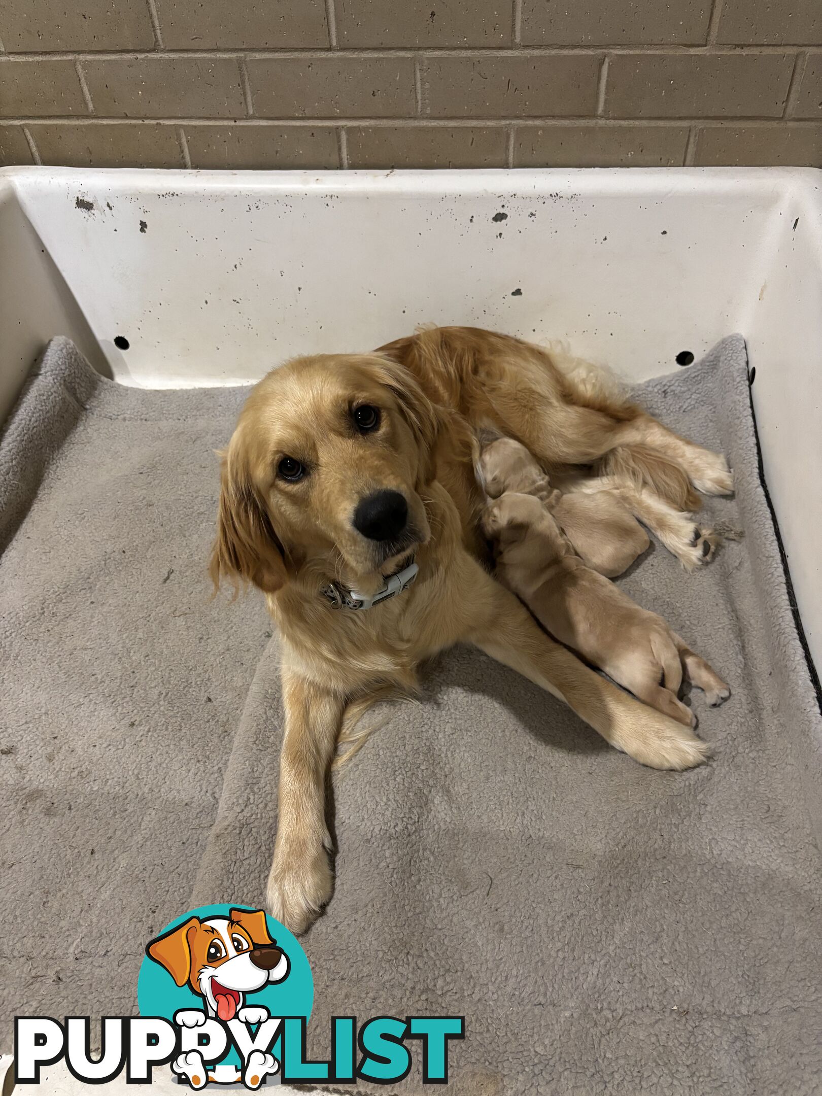 Male Pure Breed Golden Retriever pup