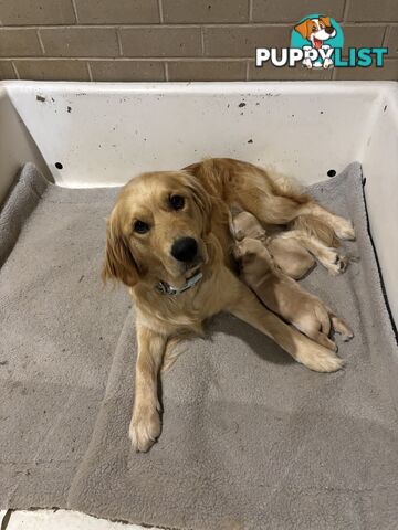 Male Pure Breed Golden Retriever pup