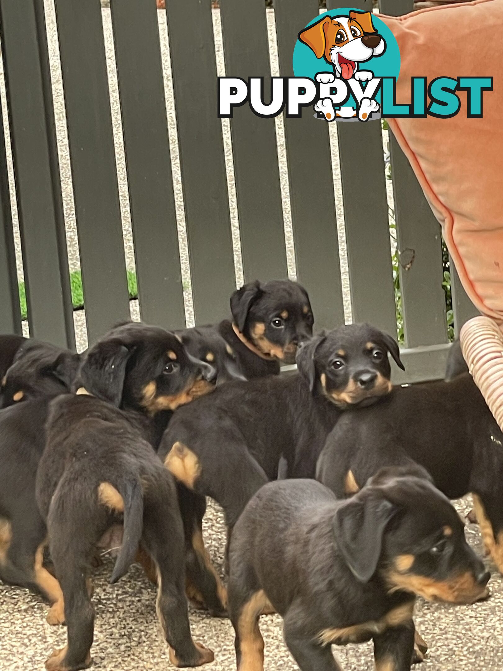 Rottweiler puppies purebred