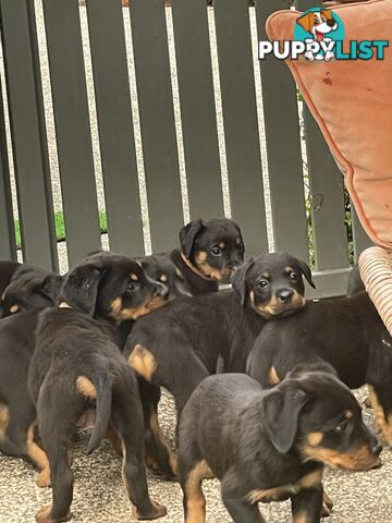 Rottweiler puppies purebred