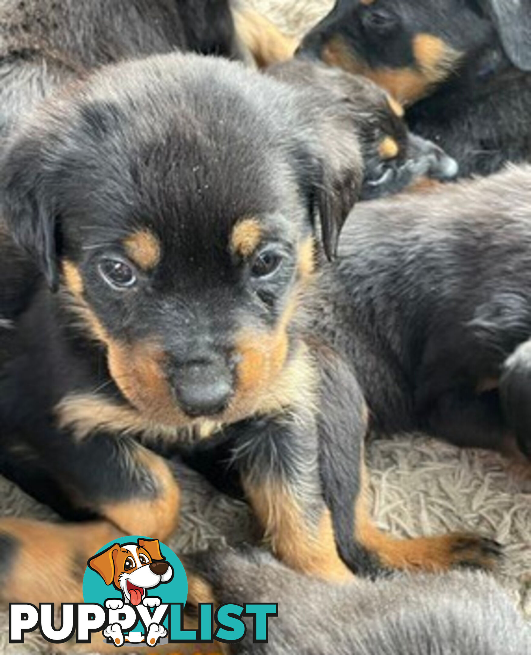 Rottweiler puppies purebred