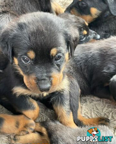 Rottweiler puppies purebred