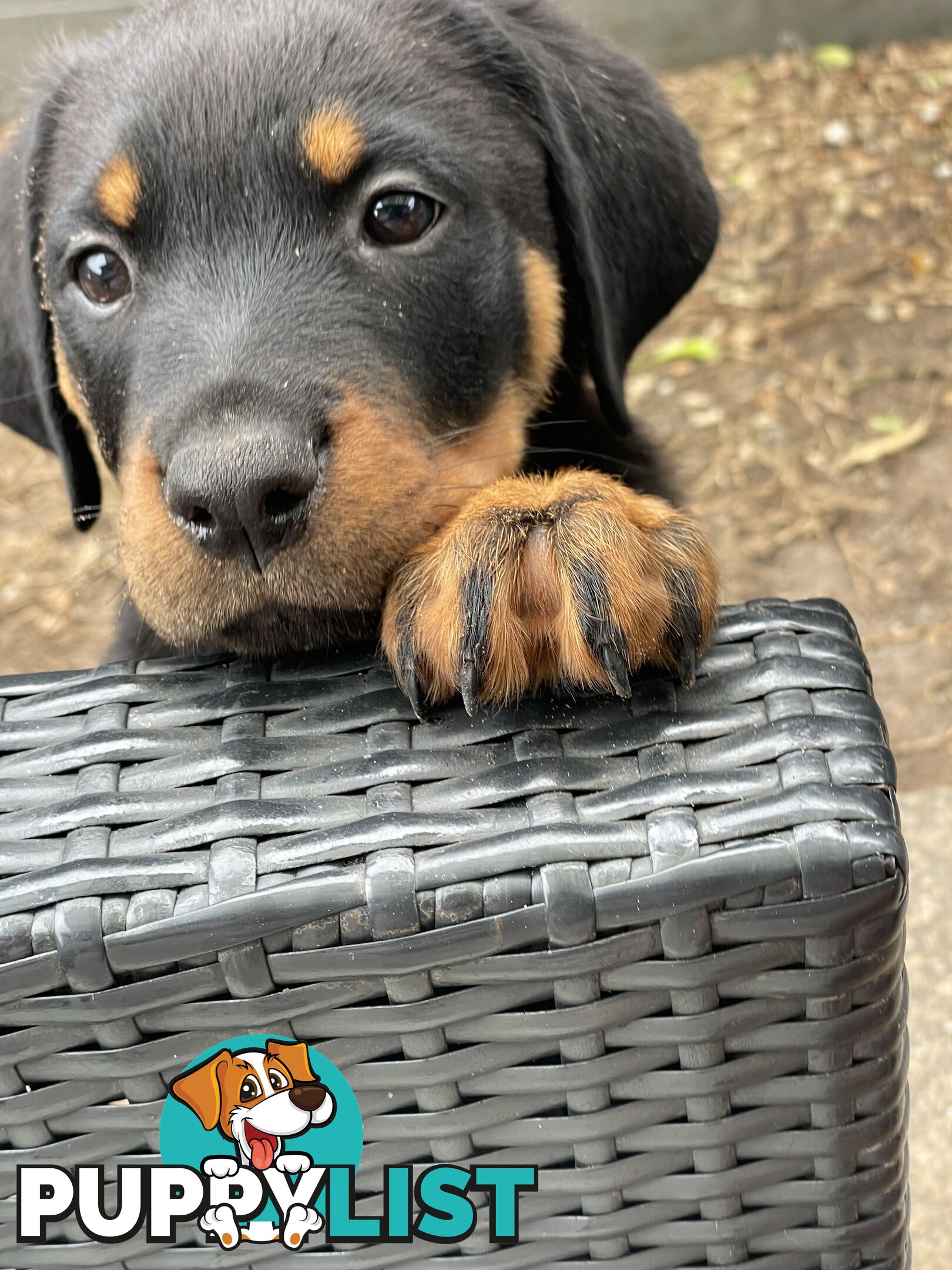 Rottweiler puppies purebred