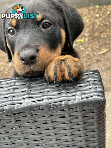 Rottweiler puppies purebred