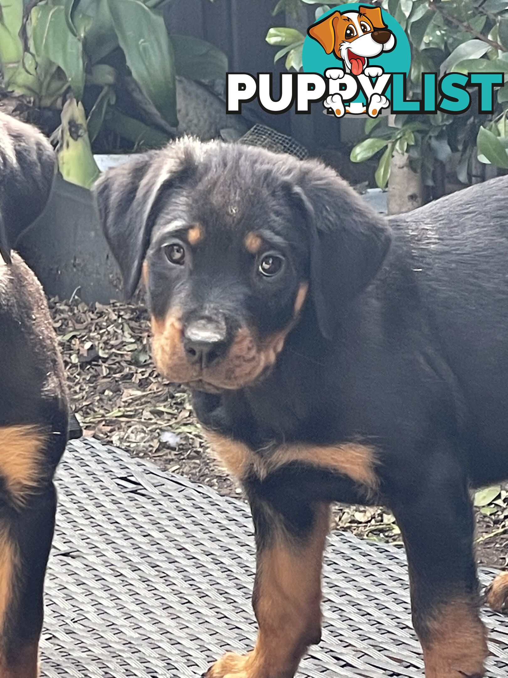 Rottweiler puppies purebred