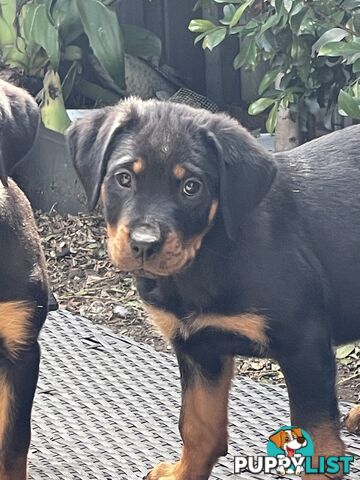 Rottweiler puppies purebred