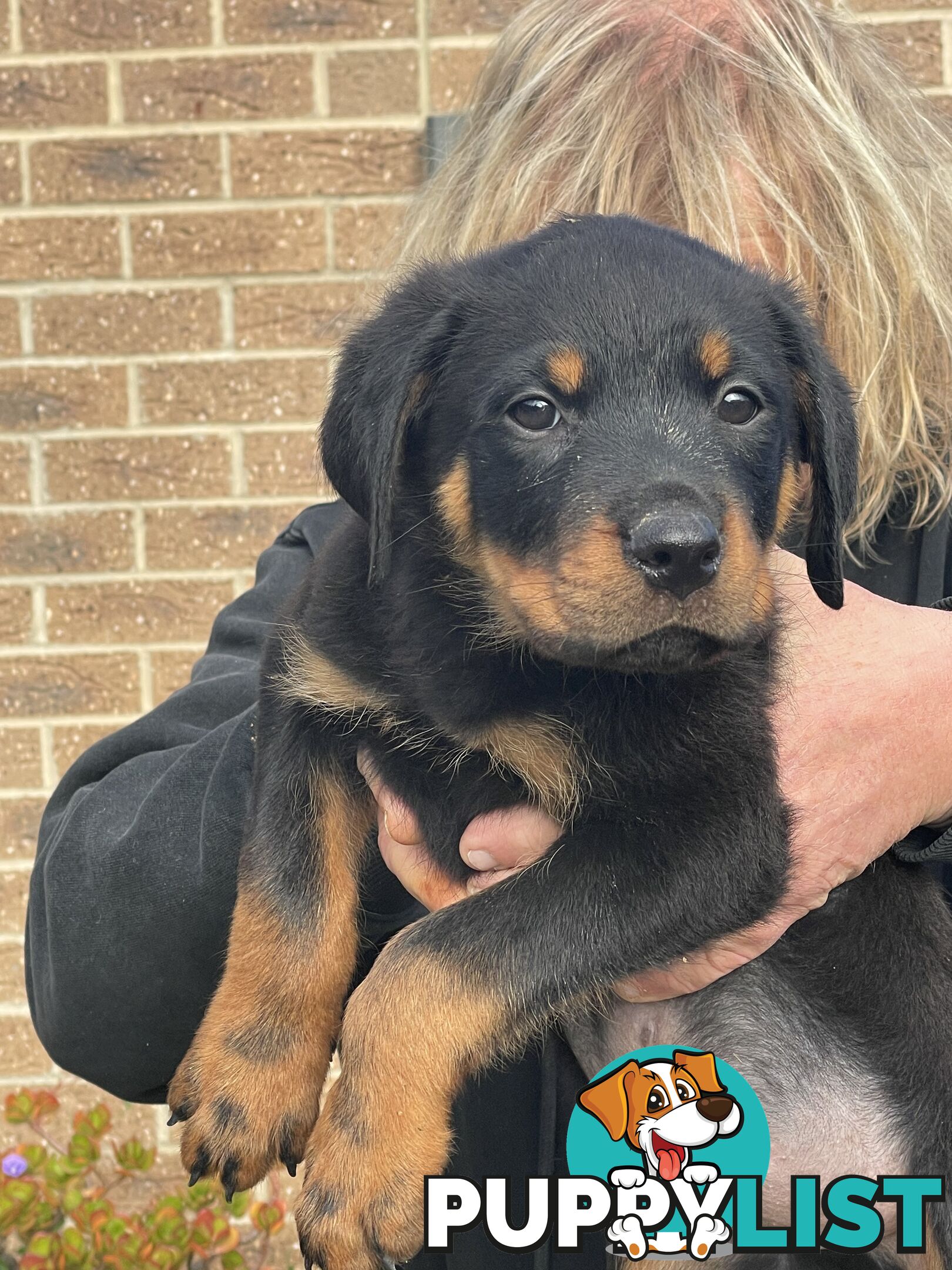 Rottweiler puppies purebred