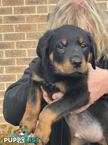 Rottweiler puppies purebred