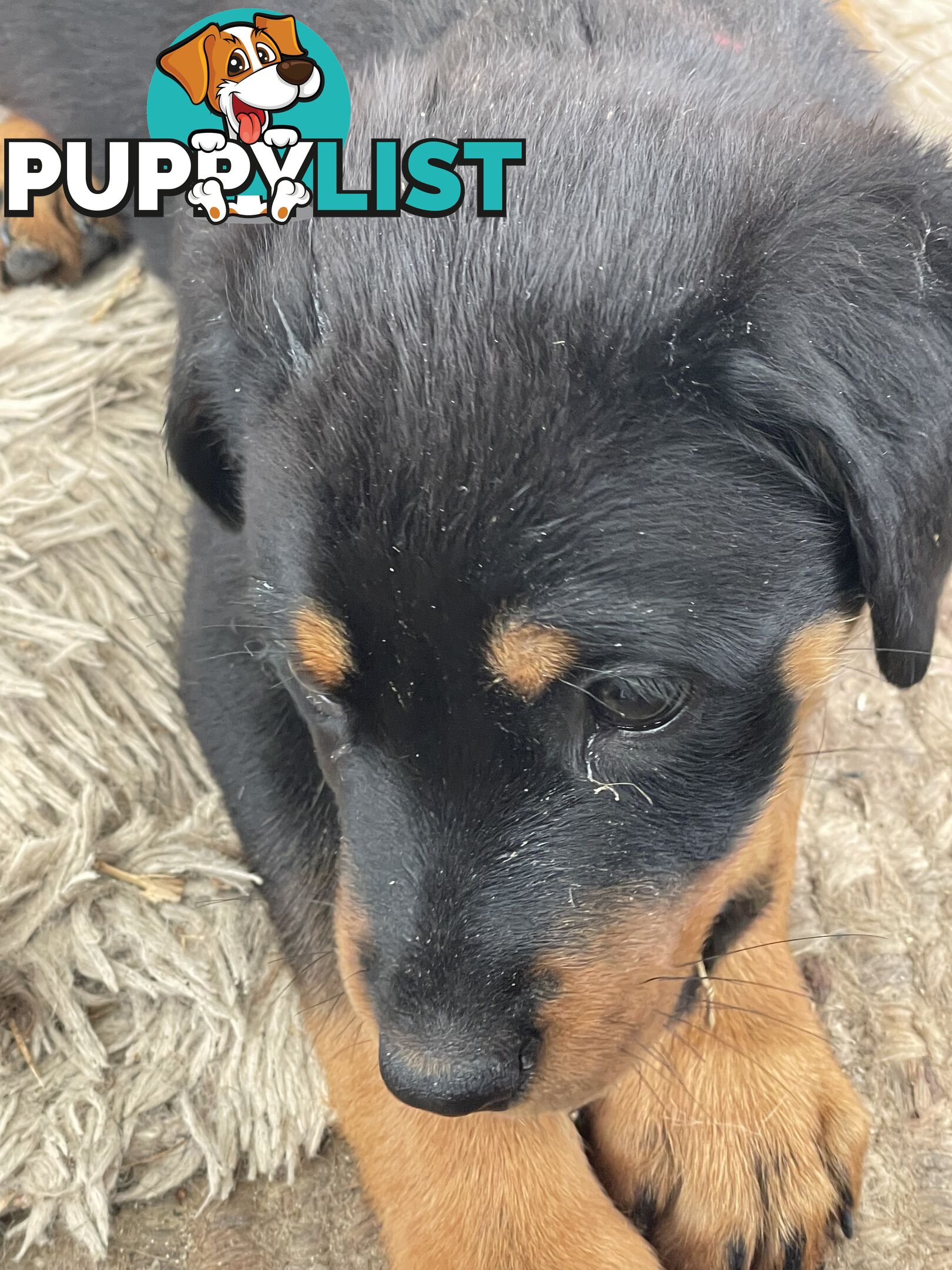 Rottweiler puppies purebred