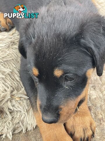 Rottweiler puppies purebred