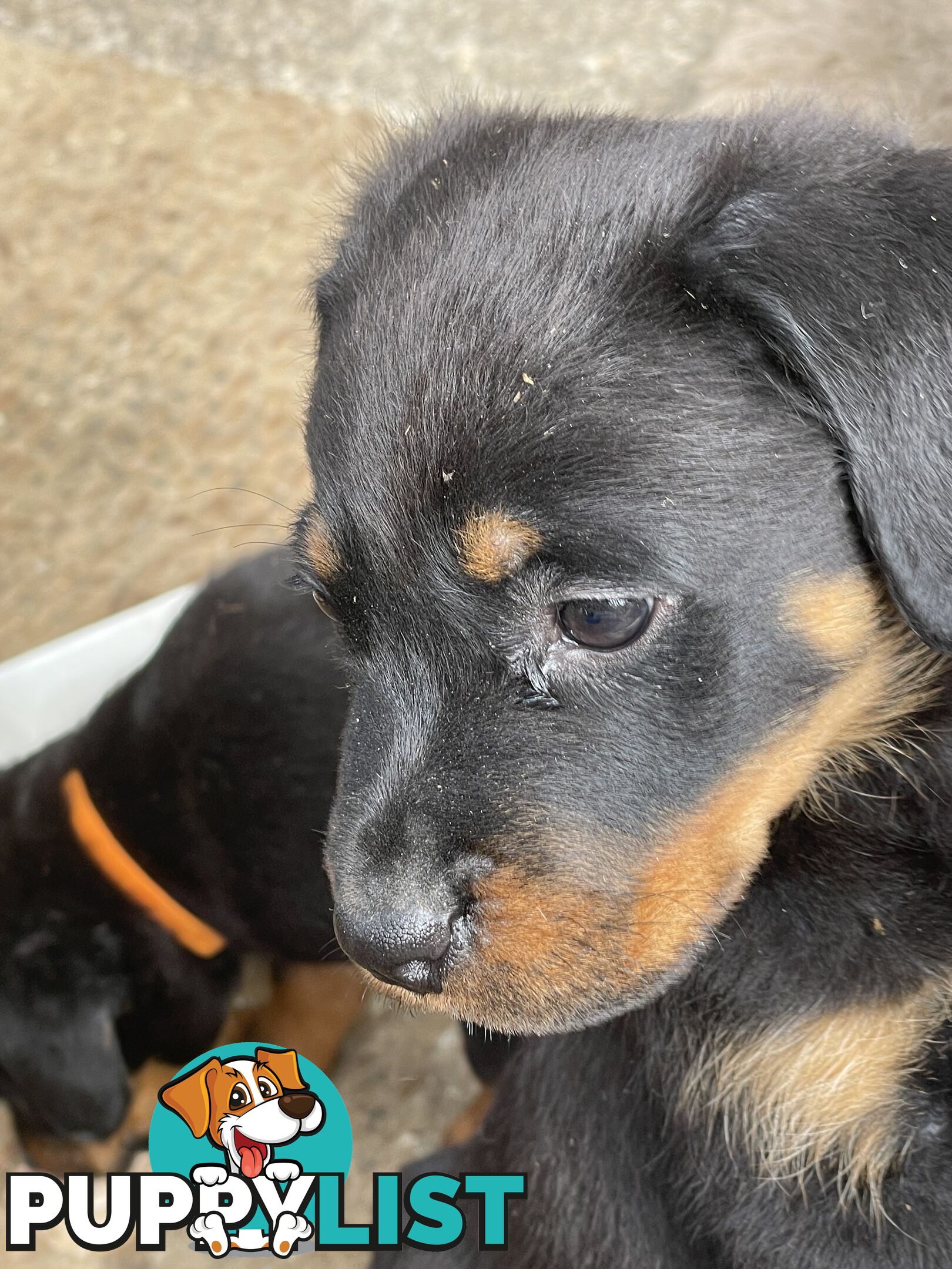 Rottweiler puppies purebred