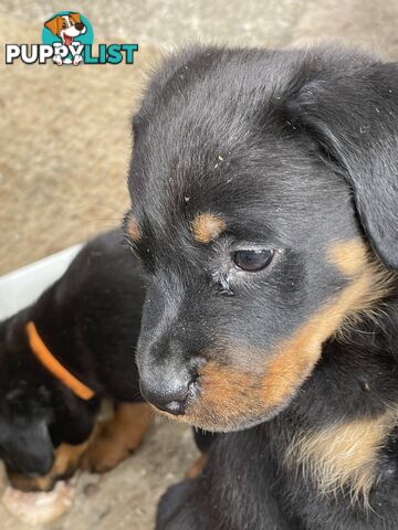 Rottweiler puppies purebred